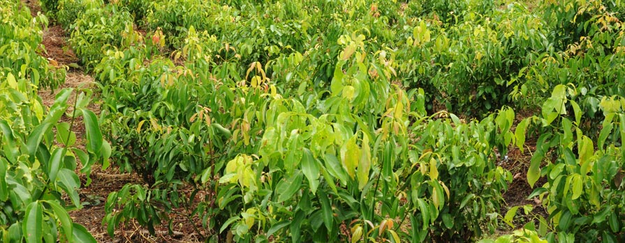 Cinnamon plantation in sri lanka